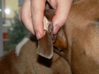 img16.jpg