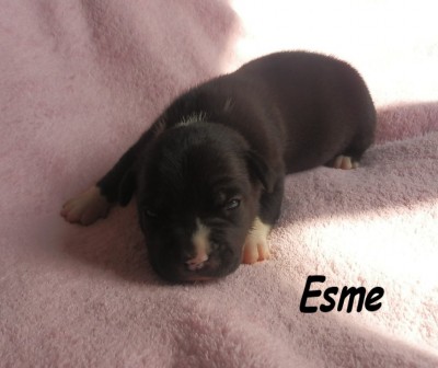 vrh-e-11.den-013esme.jpg