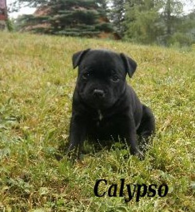 calypso2.jpg