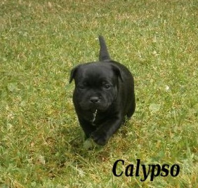 calypso3.jpg
