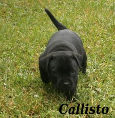 callisto2.jpg
