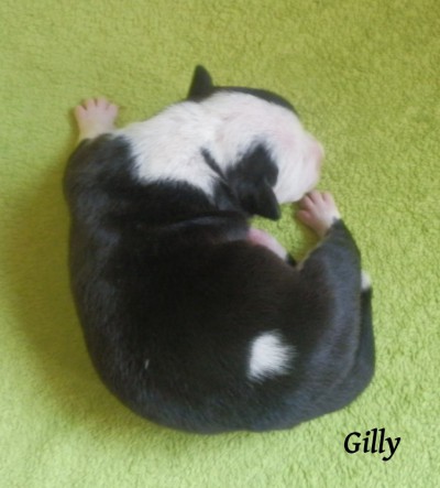 14.05.2015-gilly1.jpg